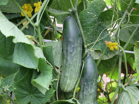 Cucumis sativus cv. Kaga Futo