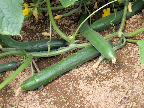 Cucumis sativus cv. Jihai