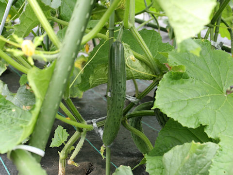 Cucumis sativus cv. Senka