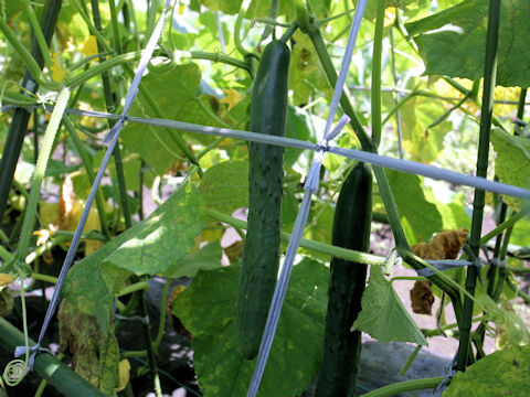 Cucumis sativus cv. AKT07