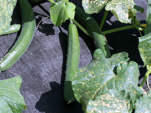 Cucumis sativus cv. AKT04