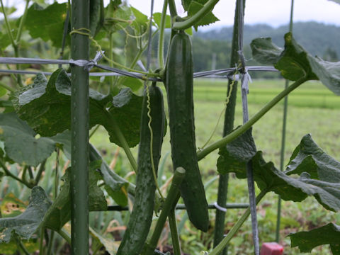 Cucumis sativus cv. AKT09