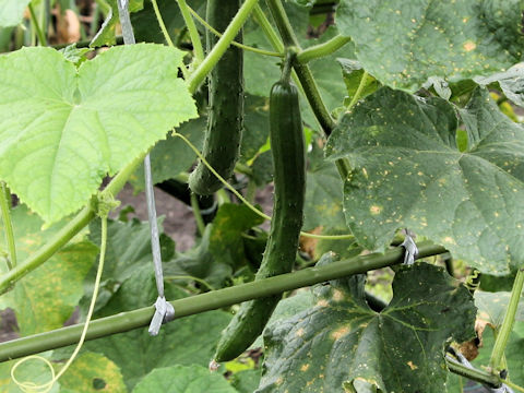 Cucumis sativus cv. AKT03