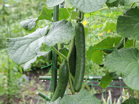 Cucumis sativus cv. Natsuno Kagayaki