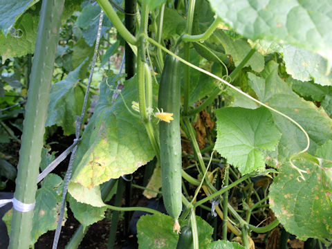 Cucumis sativus cv. Natsu Midori