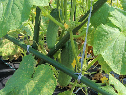 Cucumis sativus