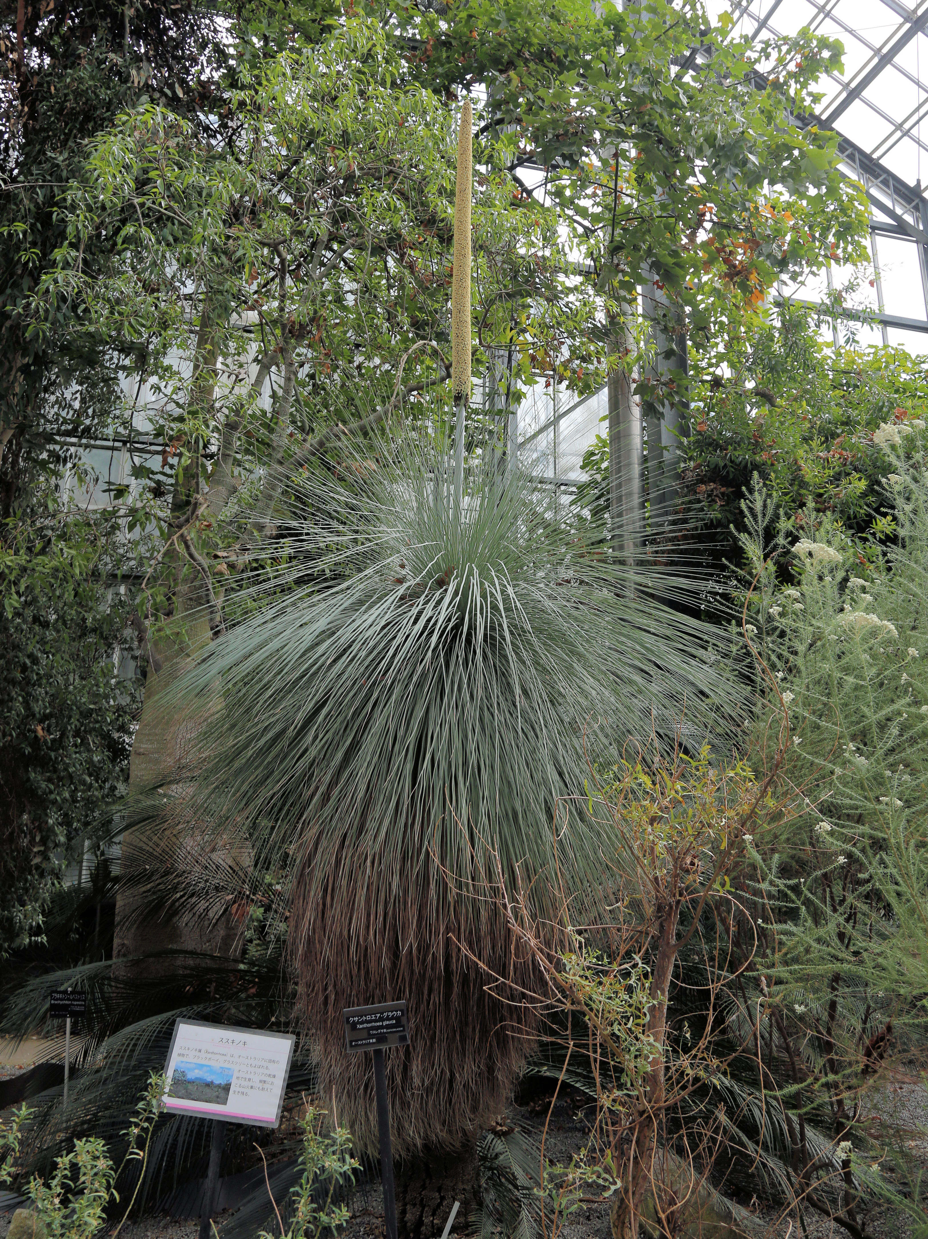 Xanthorrhoea glauca