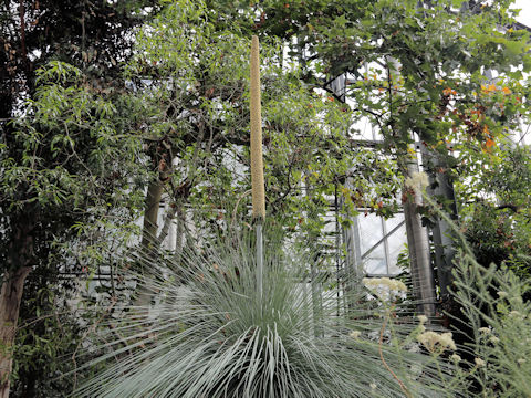 Xanthorrhoea glauca