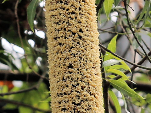 Xanthorrhoea glauca