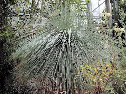 Xanthorrhoea glauca