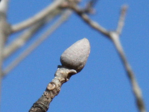 Fraxinus sieboldiana