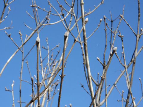 Fraxinus sieboldiana