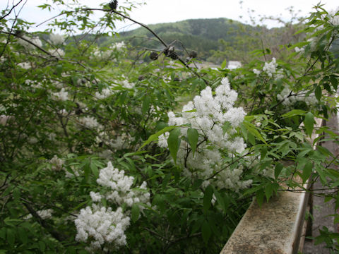 Fraxinus sieboldiana