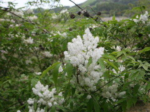 Fraxinus sieboldiana