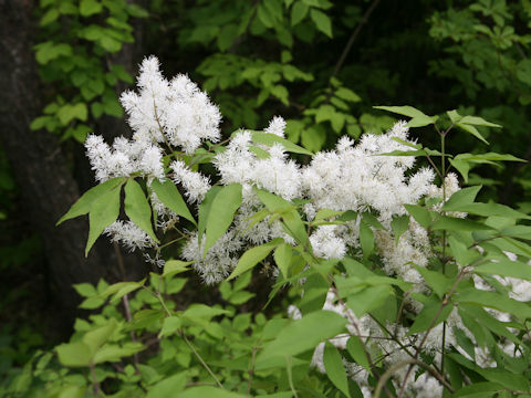 Fraxinus sieboldiana