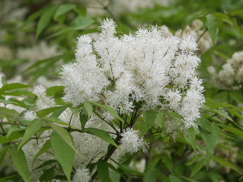 Fraxinus sieboldiana