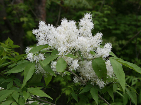 Fraxinus sieboldiana