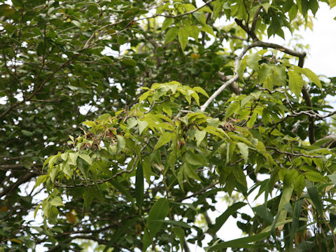 Fraxinus sieboldiana