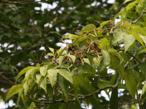 Fraxinus sieboldiana