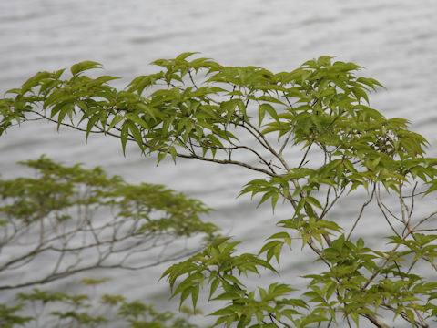 Fraxinus sieboldiana