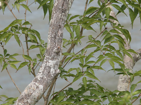 Fraxinus sieboldiana