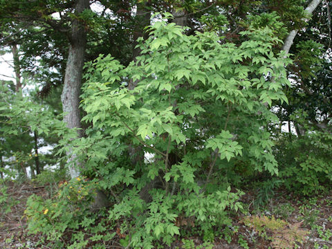 Fraxinus sieboldiana