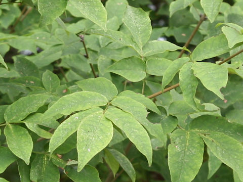 Fraxinus sieboldiana