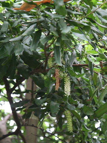 Macadamia integrifolia