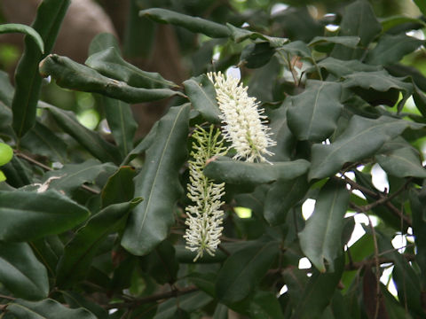 Macadamia integrifolia