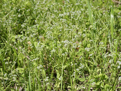 Valerianella locusta