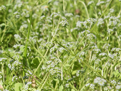 Valerianella locusta