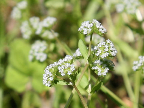 Valerianella locusta