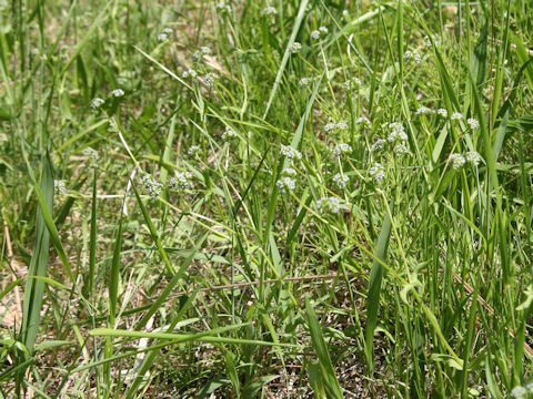 Valerianella locusta