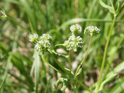 Valerianella locusta