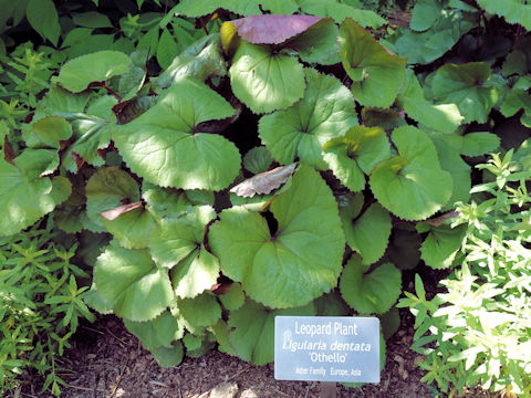 Ligularia dentata cv. Othello