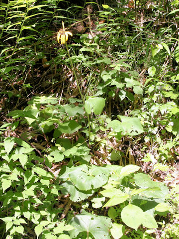 Ligularia dentata