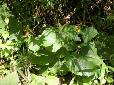 Ligularia dentata