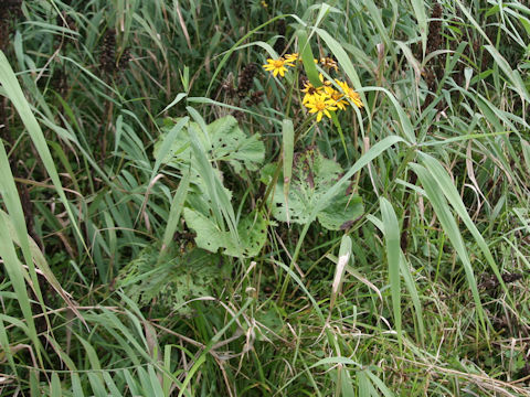 Ligularia dentata