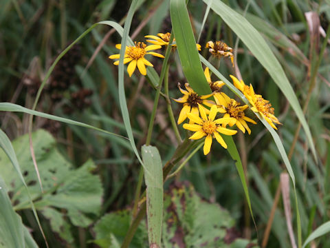 Ligularia dentata