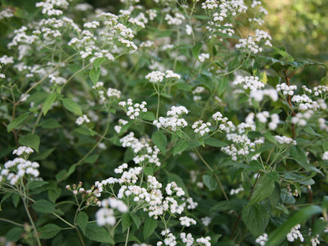 Eupatorium rugosum