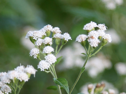 Eupatorium rugosum