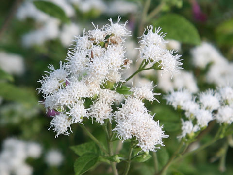 Eupatorium rugosum