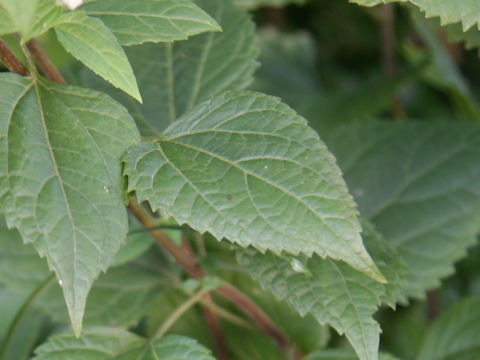 Eupatorium rugosum