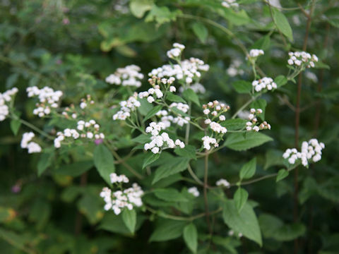 Eupatorium rugosum