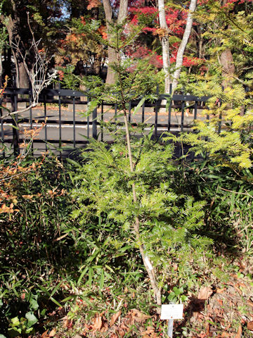 Torreya nucifera f. sphaerica