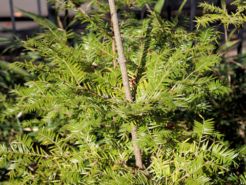 Torreya nucifera f. sphaerica