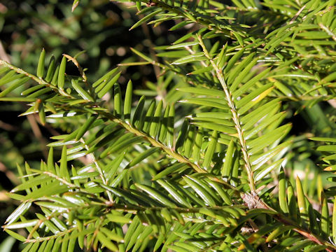 Torreya nucifera f. sphaerica