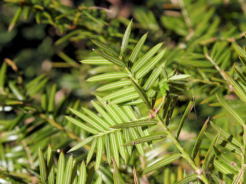 Torreya nucifera f. sphaerica