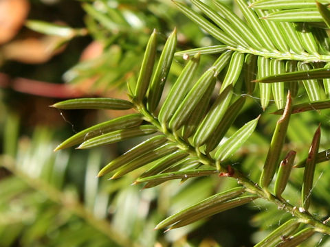 Torreya nucifera f. sphaerica