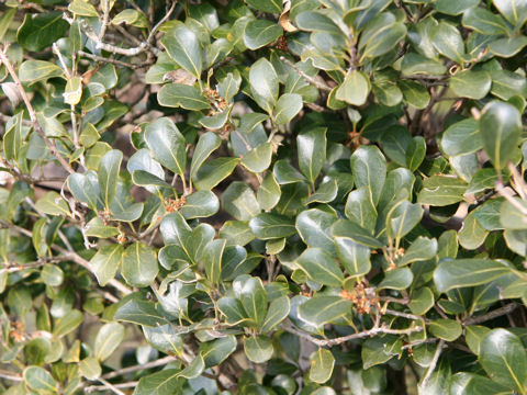 Osmanthus heterophyllus cv. Rotundifolius